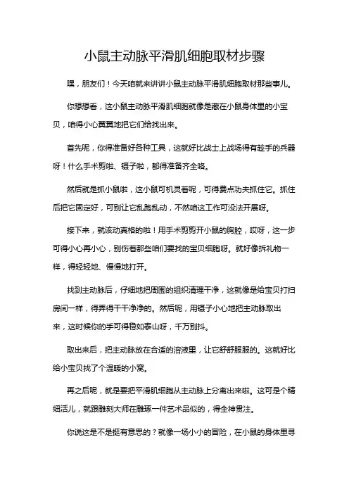 小鼠主动脉平滑肌细胞取材步骤