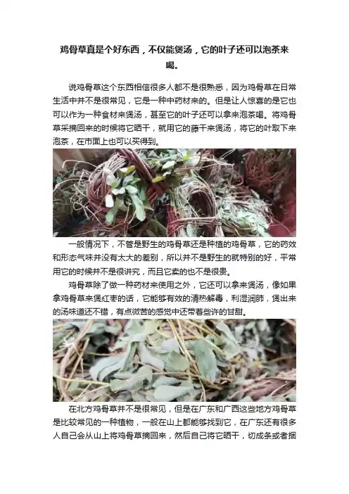 鸡骨草真是个好东西，不仅能煲汤，它的叶子还可以泡茶来喝。