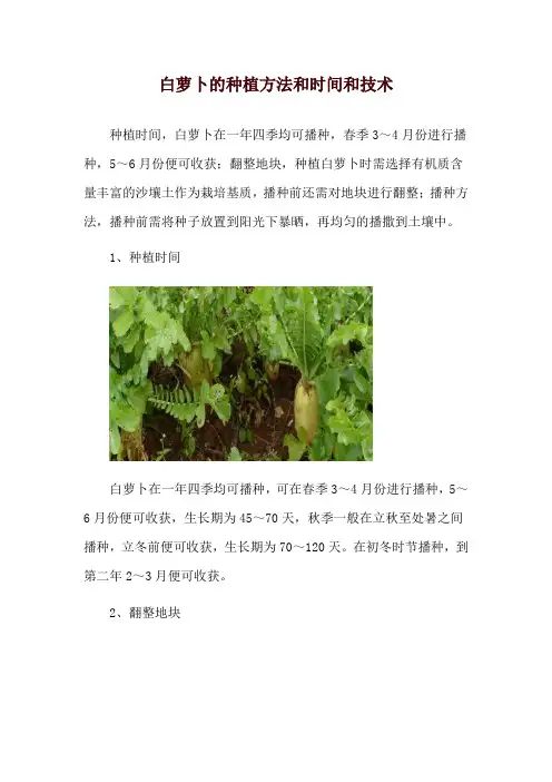 白萝卜的种植方法和时间和技术