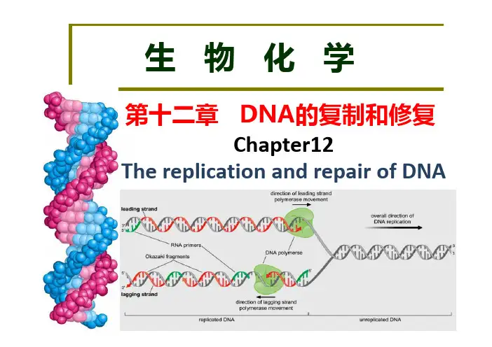 生物化学-第十二章-DNA复制与修复.
