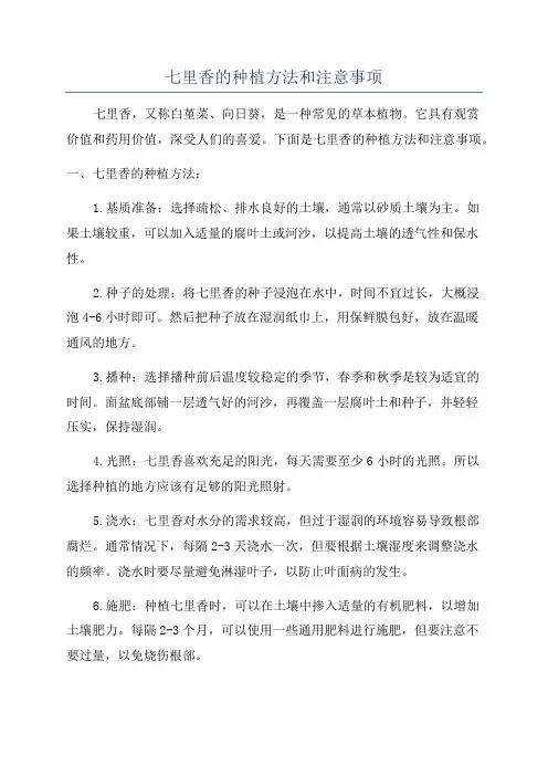 七里香的种植方法和注意事项