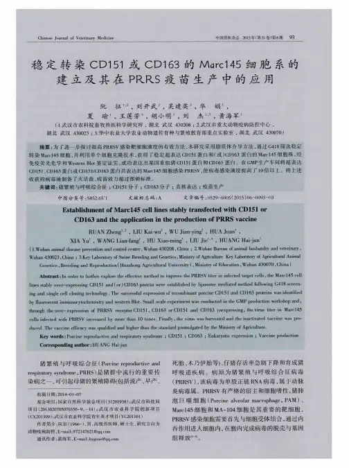 稳定转染CD151或CD163的Marcl45细胞系的建立及其在PRRS疫苗生产中的应用