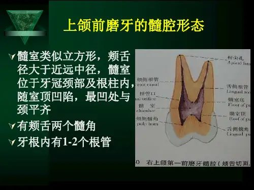 口腔解剖生理学：上颌前磨牙的髓腔形态