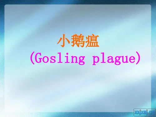 小鹅瘟ppt
