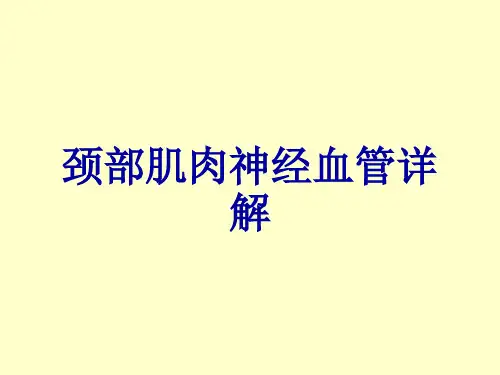 颈部肌肉神经血管详解
