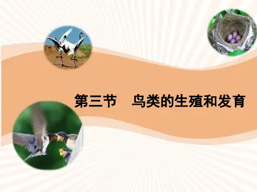 初中生物_鸟类的生殖和发育教学课件设计