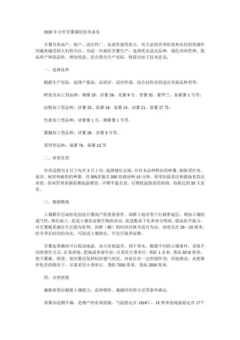 2020年全市甘薯栽培技术意见
