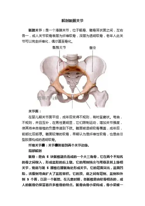 解剖骶髂关节