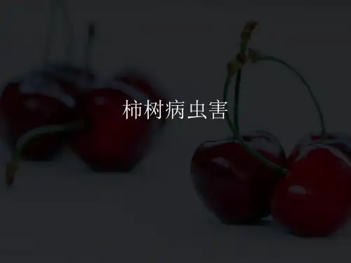 柿子树病虫害