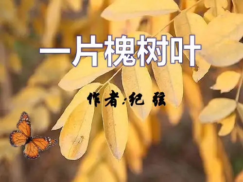 《一片槐树叶》PPT(上课用)2
