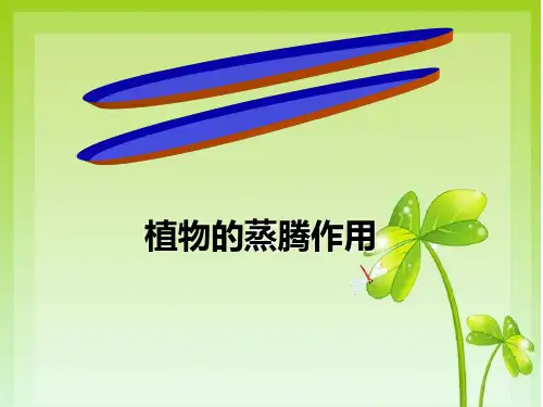 冀教版八上生物  .2蒸腾作用 课件 