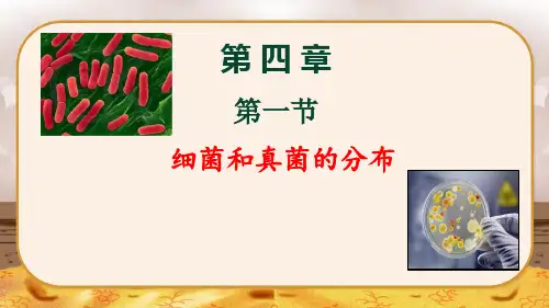 细菌和真菌的分布ppt课件