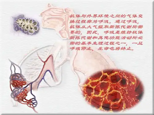 第七章 呼吸系统100页PPT文档