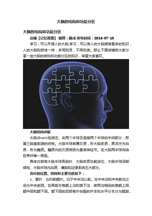 大脑的结构和功能分区