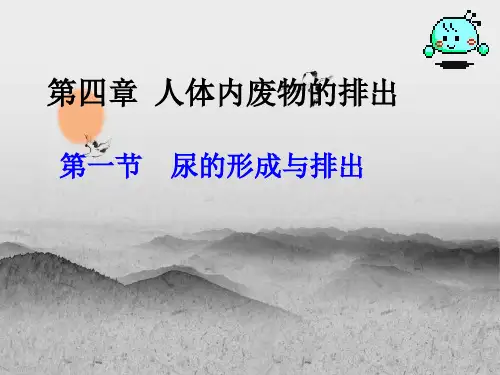 尿液的形成和排出PPT精品课件