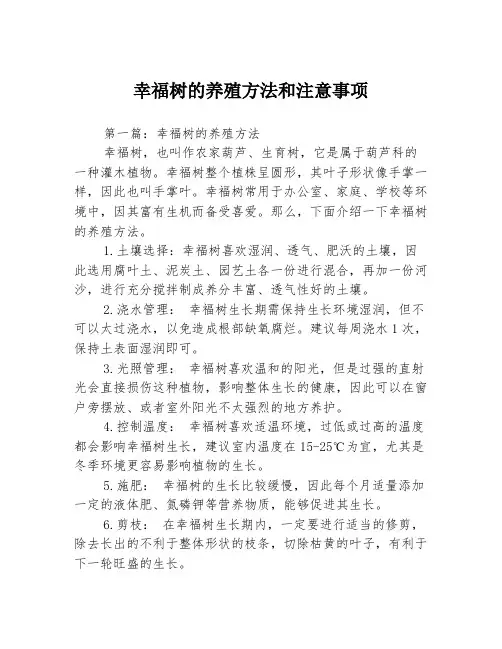 幸福树的养殖方法和注意事项