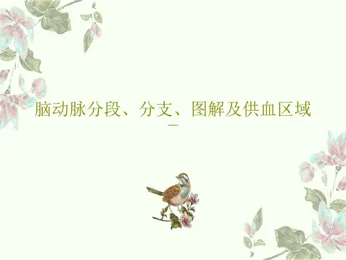 脑动脉分段、分支、图解及供血区域共20页文档