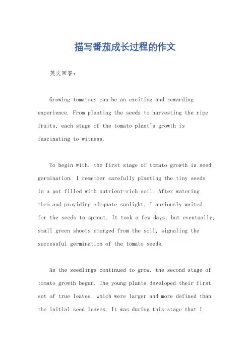 描写番茄成长过程的作文