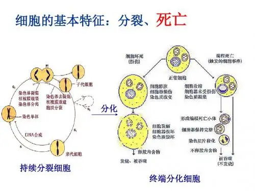 第十三章 程序性细胞死亡与细胞衰老