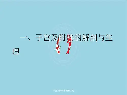 子宫及附件解剖及生理