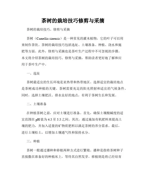 茶树的栽培技巧修剪与采摘