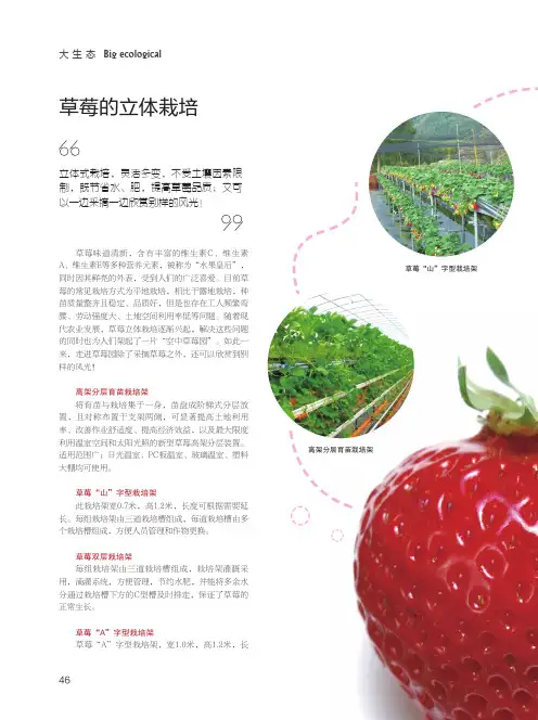 草莓的立体栽培