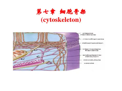 细胞骨架整好