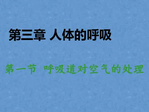 鲁科版生物七年级上册4.3.1《呼吸道对空气的处理》课件 (共37张PPT)