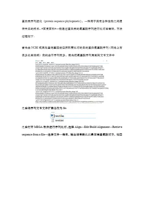 MEGA蛋白序列比对-保守序列分析-进化树