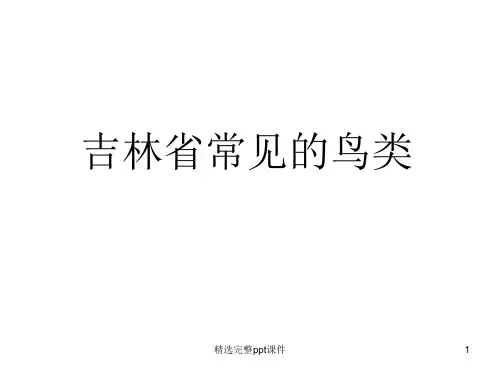 吉林省常见的鸟类