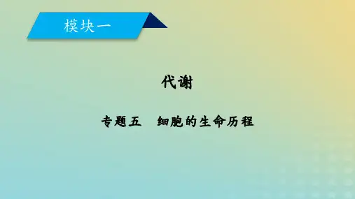 高考生物大二轮复习专题五细胞的生命历程课件
