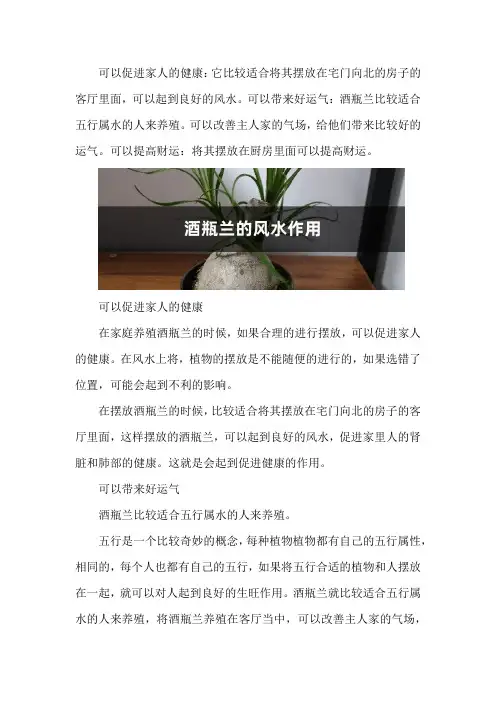 酒瓶兰的风水作用