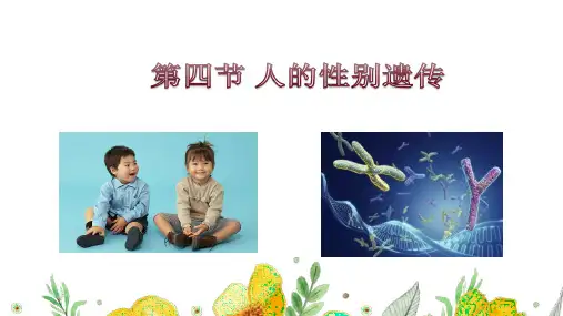 【课件】第四节  人的性别遗传