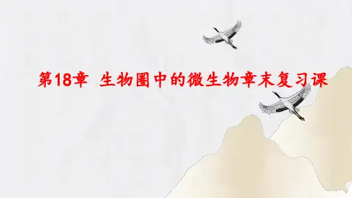 5.18生物圈中的微生物章末复习课件(共18张PPT)北师大版八年级生物上册