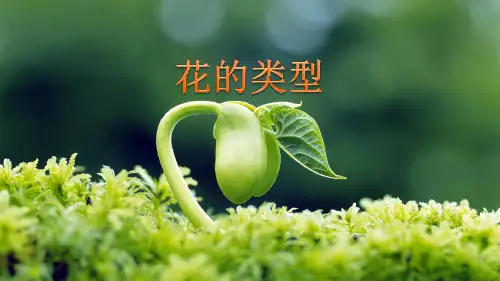 药用植物学基础知识—植物的器官(天然药物学课件)