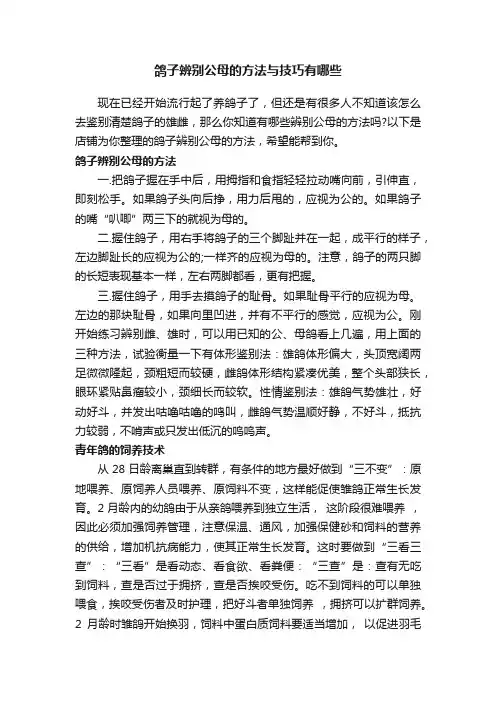 鸽子辨别公母的方法与技巧有哪些