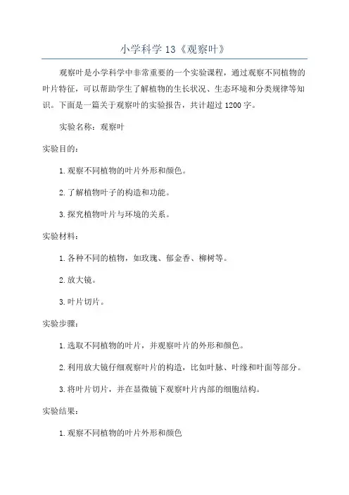 小学科学13《观察叶》