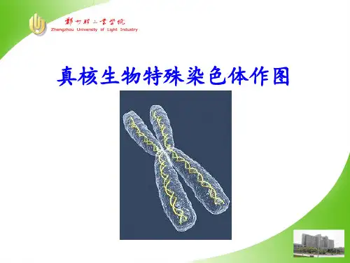 真菌的遗传分析