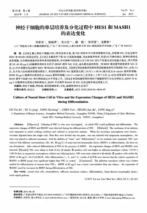 神经干细胞的单层培养及分化过程中HES1和MASH1的表达变化