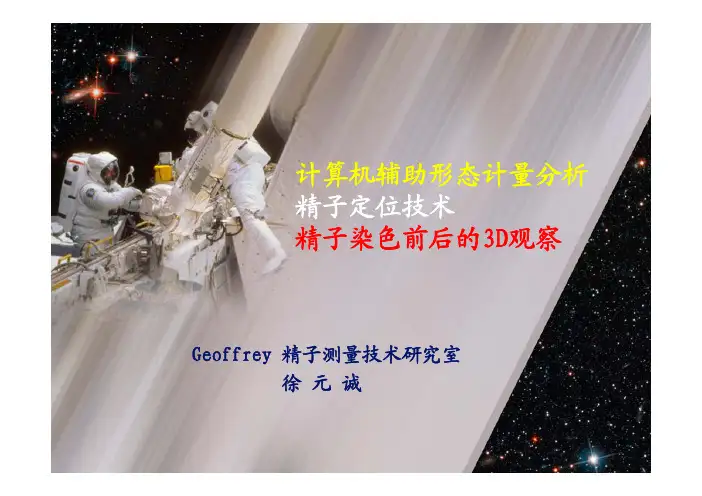 精子定位检查及染色前后的形态学变化