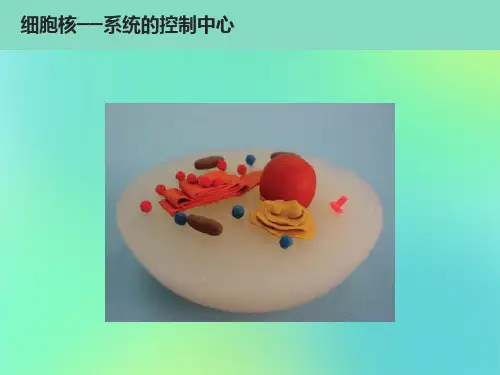 细胞核──系统的控制中心