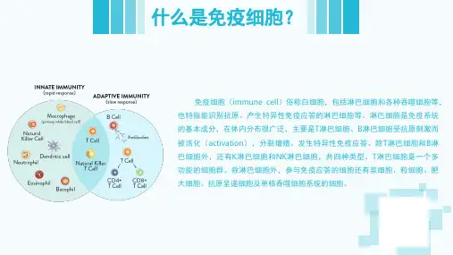 免疫细胞存储课堂PPT
