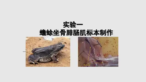 蟾蜍坐骨腓肠肌标本制作学习PPT教案