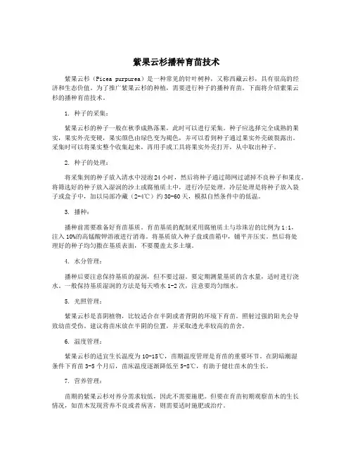 紫果云杉播种育苗技术