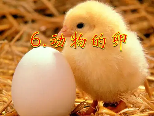 四年级下 动物的卵教科版实用PPT