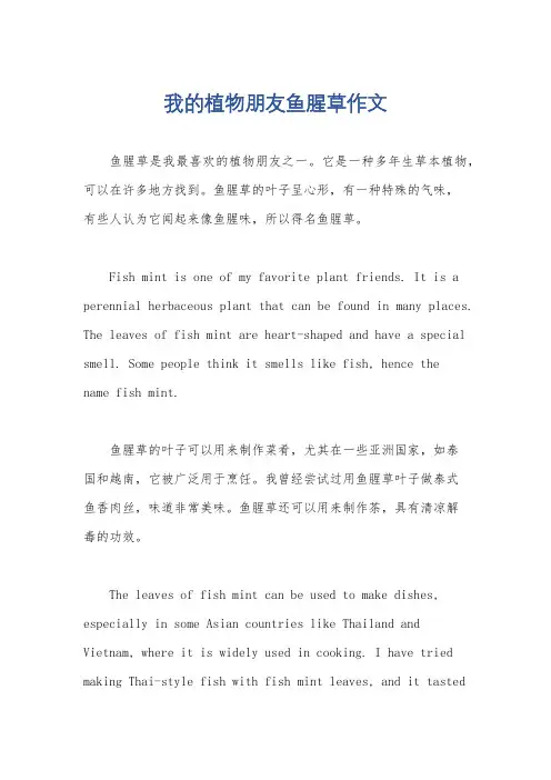我的植物朋友鱼腥草作文