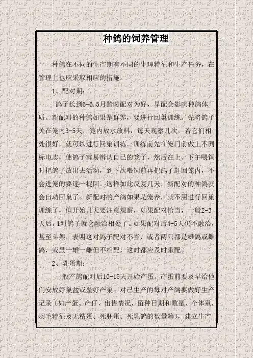 种鸽的饲养管理
