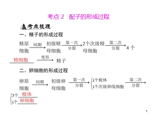 专题六考点2配子的形成过程PPT演示文稿