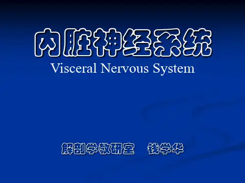 系统解剖——内脏神经.PPT