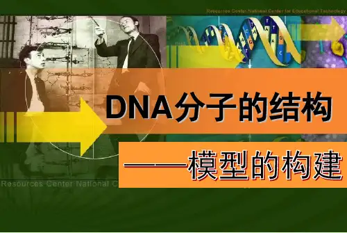 人教版高中生物必修二《DNA分子的结构》说课课件(共29页PPT)